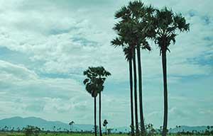 (វិចារណកថា) “ទឹកស្អាតចាប់ផ្តើមពីការថែរក្សាដី”